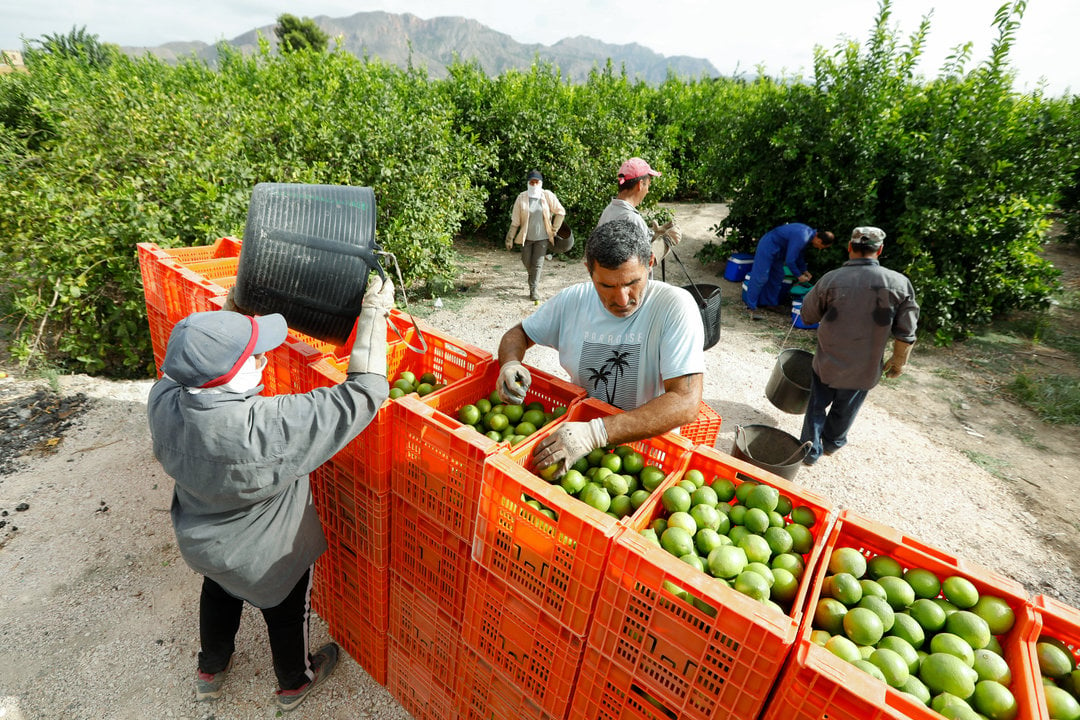 21-04-21 Reportaje sobre la huerta murciana. Recogida de limones en la finca de Diego Muñoz Martínez en el paraje los cuadrones de Santomera.
Edu Botella / Europa Press