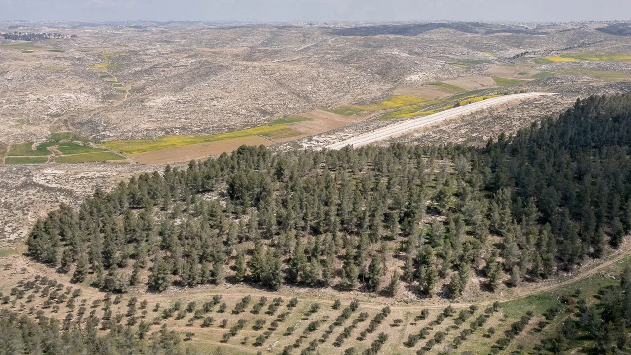 El bosque de Yatir — National Geographic